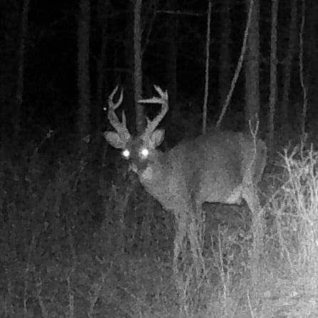 Best Trail Camera Tips  and Tricks for Deer Season 2022