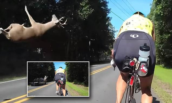 Oh, deer! Dash Camera captures animal flying toward cyclists after being hit by car