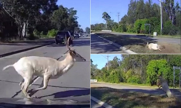 Oh, deer! Dash Camera captures animal flying toward cyclists after being hit by car