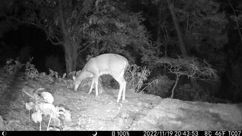 trail camera