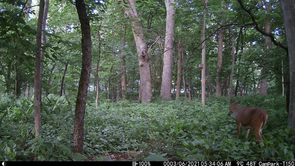 campark trail camera