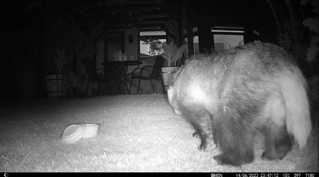 Monitor Your Backyard for Intruders with Trail Cameras