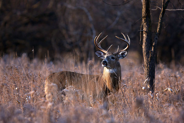 Off-Season Prepping Tips For True Deer Hunters