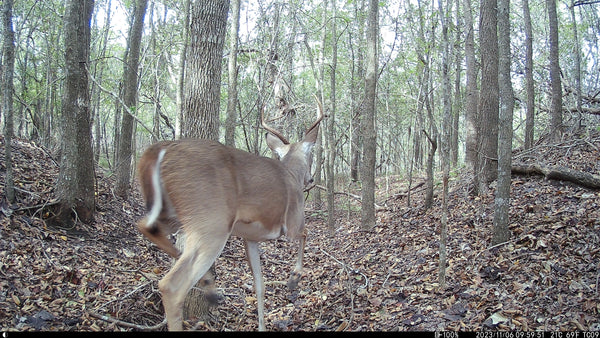 What has Hunting Brought us?