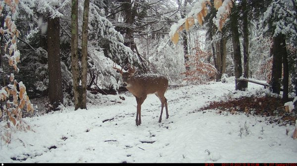 campark trail camera