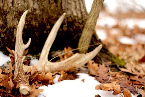 TOP 3 SHED HUNTING TIPS