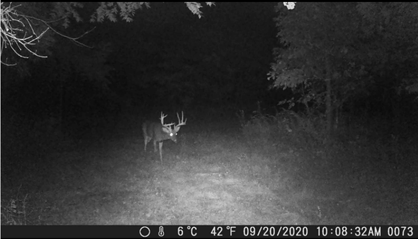 campark trail camera