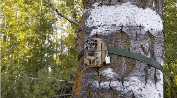 campark trail camera