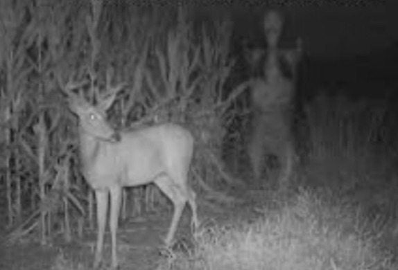 wifi trail camera for capturing an animal