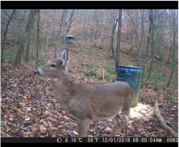 best trail camera for animal