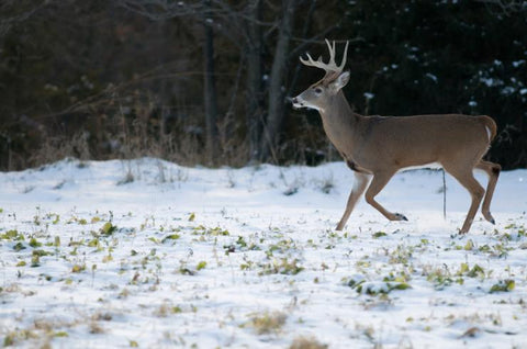 6 Expert Tactics: For Late-Season Deer Hunting