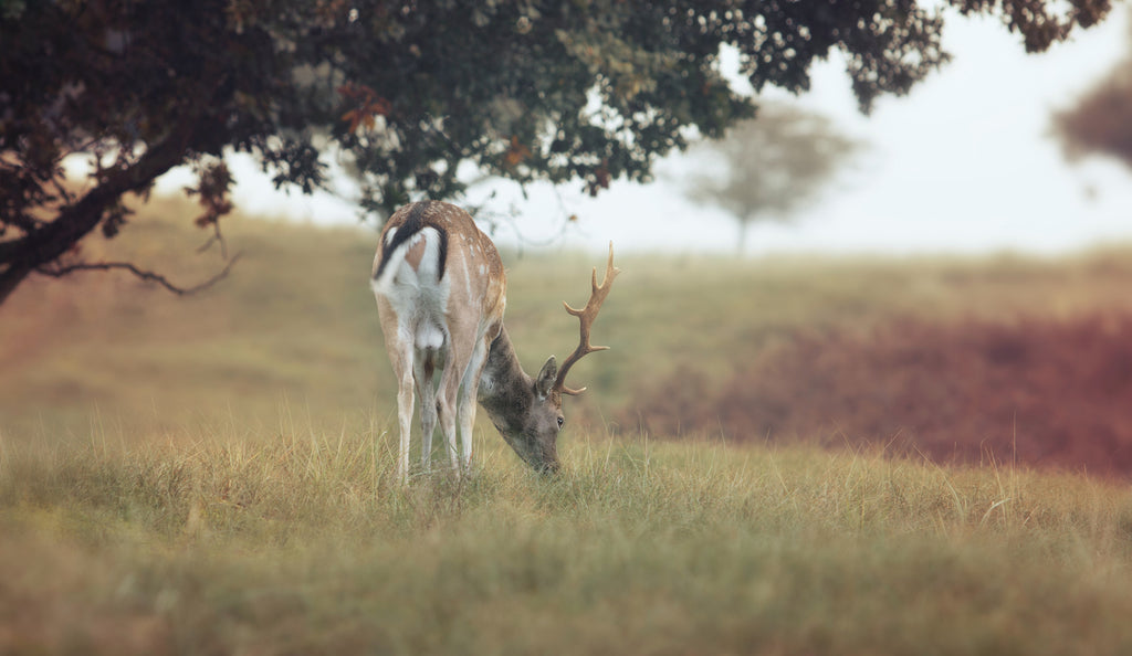 Best Trail Camera Tips  and Tricks for Deer Season 2022