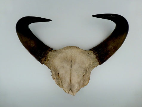 høj Logisk Land med statsborgerskab Pair of Wall Hanging Water Buffalo Horns – retro living uk