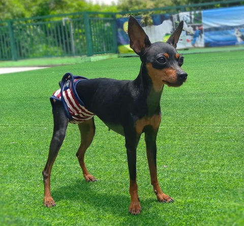 Calça Fisiológica Lavável para cães - PetMimos