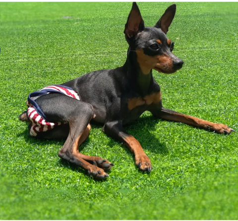 Calça Fisiológica Lavável para cães - PetMimos