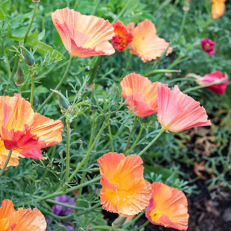 4" Eschscholzia Californica 'Apricot Chiffon'