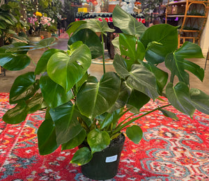 8" Monstera Deliciosa - ShopTansy