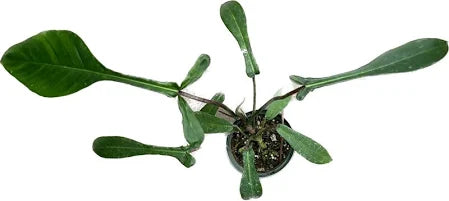 4" Philodendron Joepii