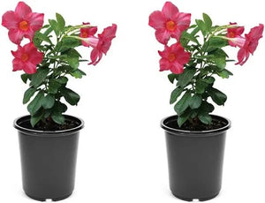 1 Gallon Pink Mandevilla - ShopTansy