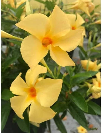 1 Gallon Sunbeam Mandevilla