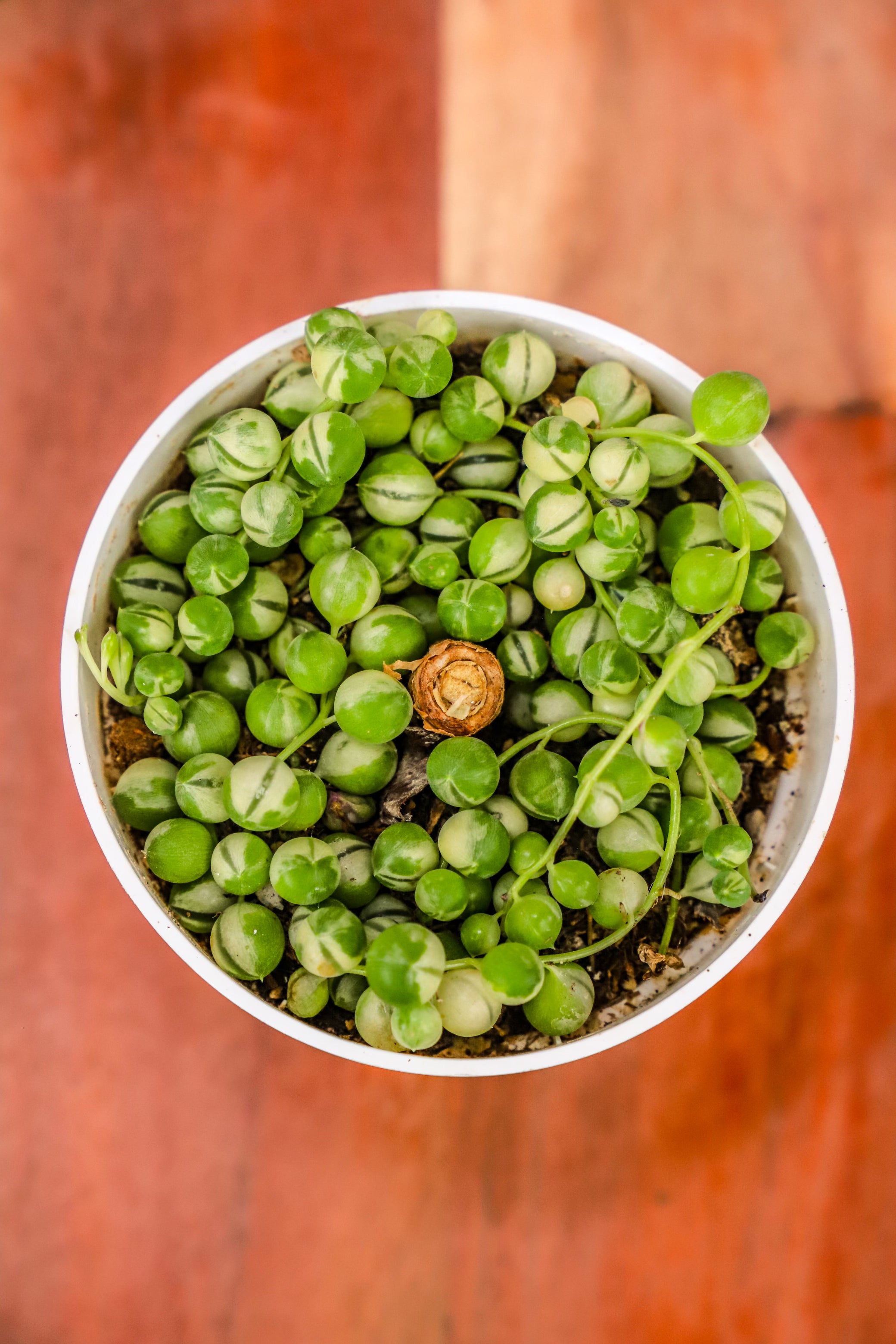 4" VARIEGATED Senecio Rowleyanus String of Pearls