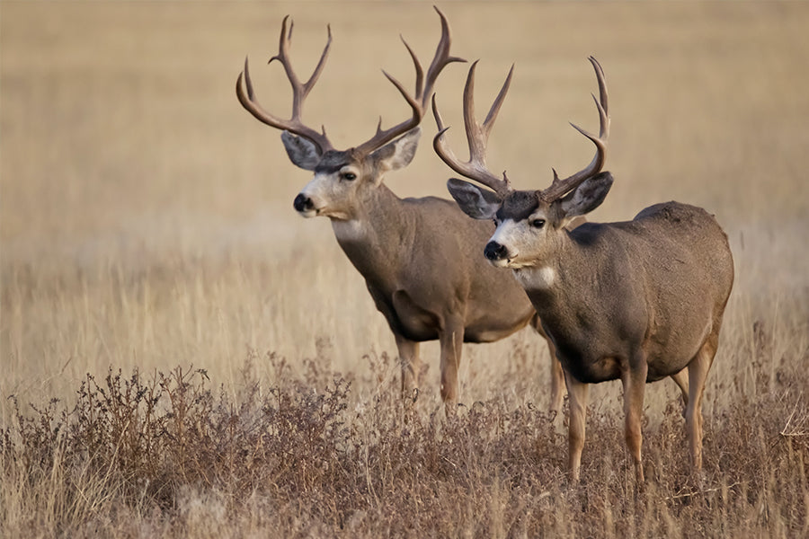 Achieve Precision and Stability with CVLIFE Rifle Bipods for Sling Stu