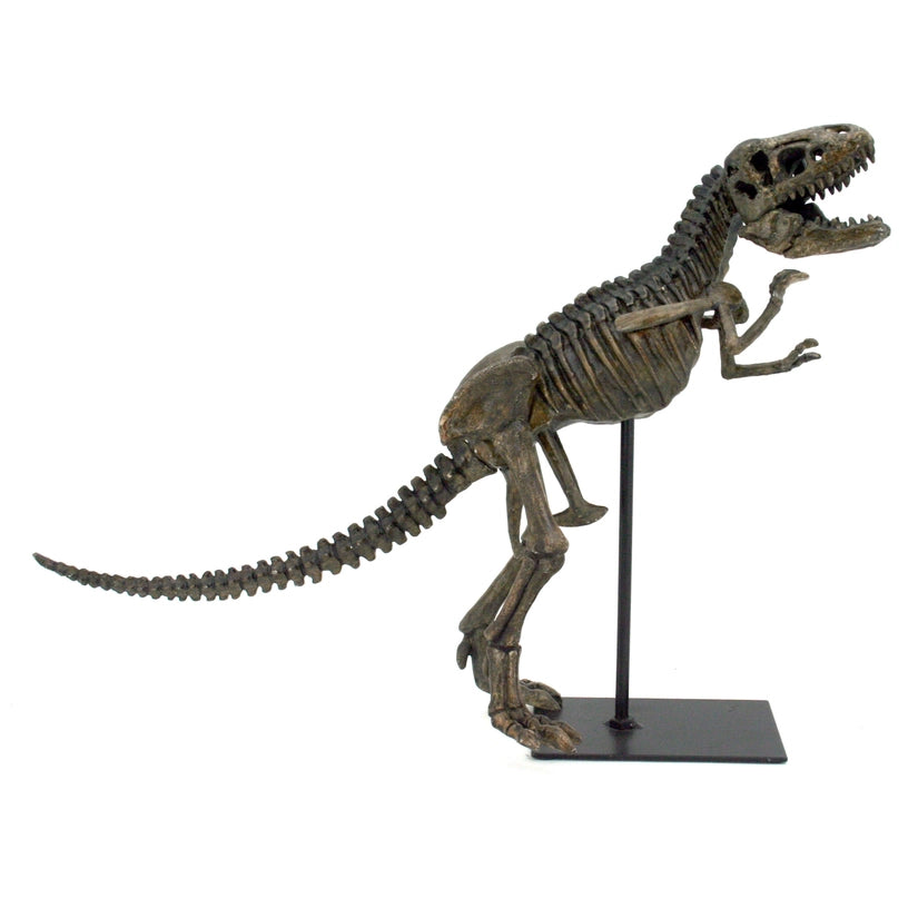 Prehistoric Planet Store - Replica fossils including dinosaurs like T. rex,  Triceratops, and more!