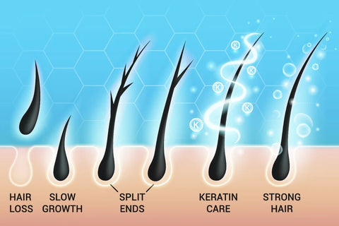 Effect of Batana Oil on hair follicles