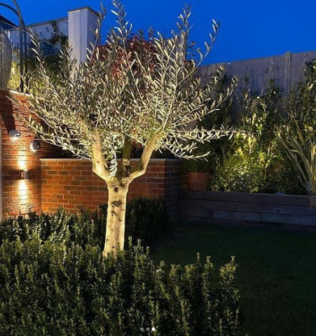 garden tree with outdoor uplighters