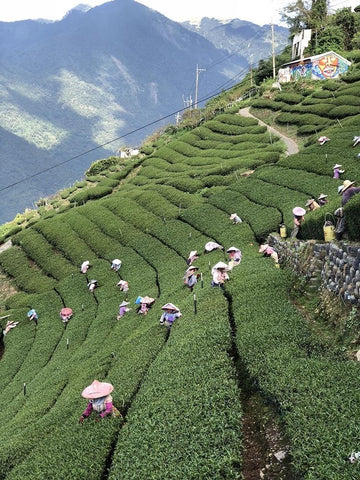 cultivation, picking tea