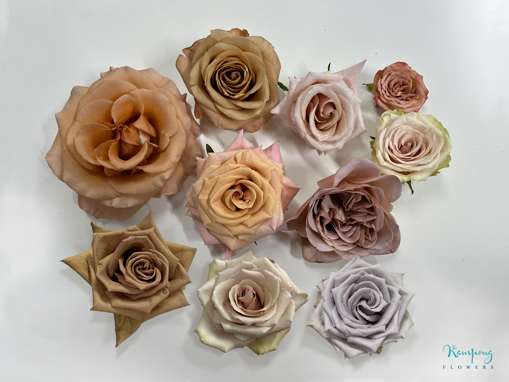 Brown and Beige Roses 2