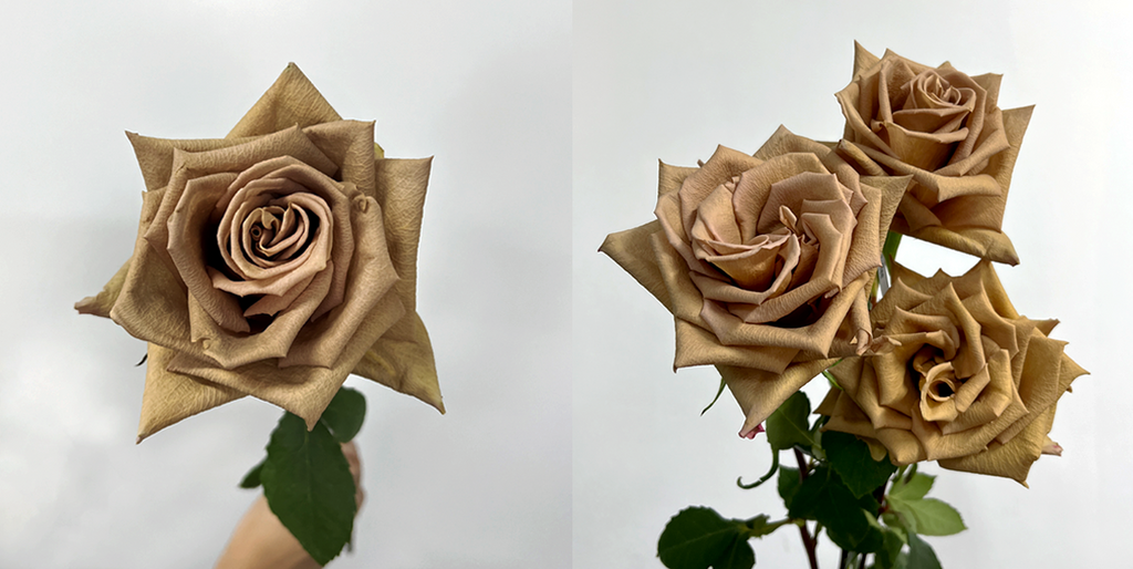 Toffee Roses
