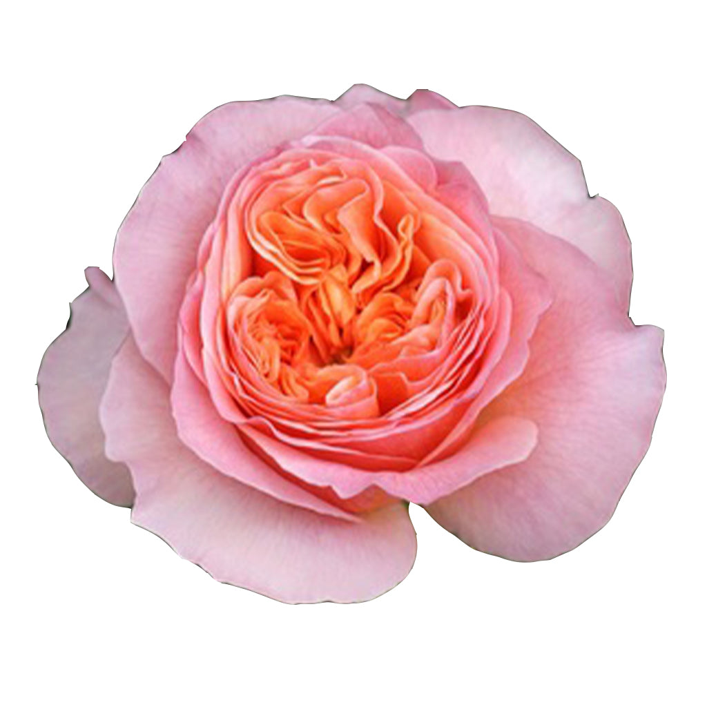 Victorian Peach - Kampong Flowers