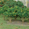 MP Scenery Products 70903 - HO scale - Lemon Tree Grove 2" to 2-1/2", 6/pk