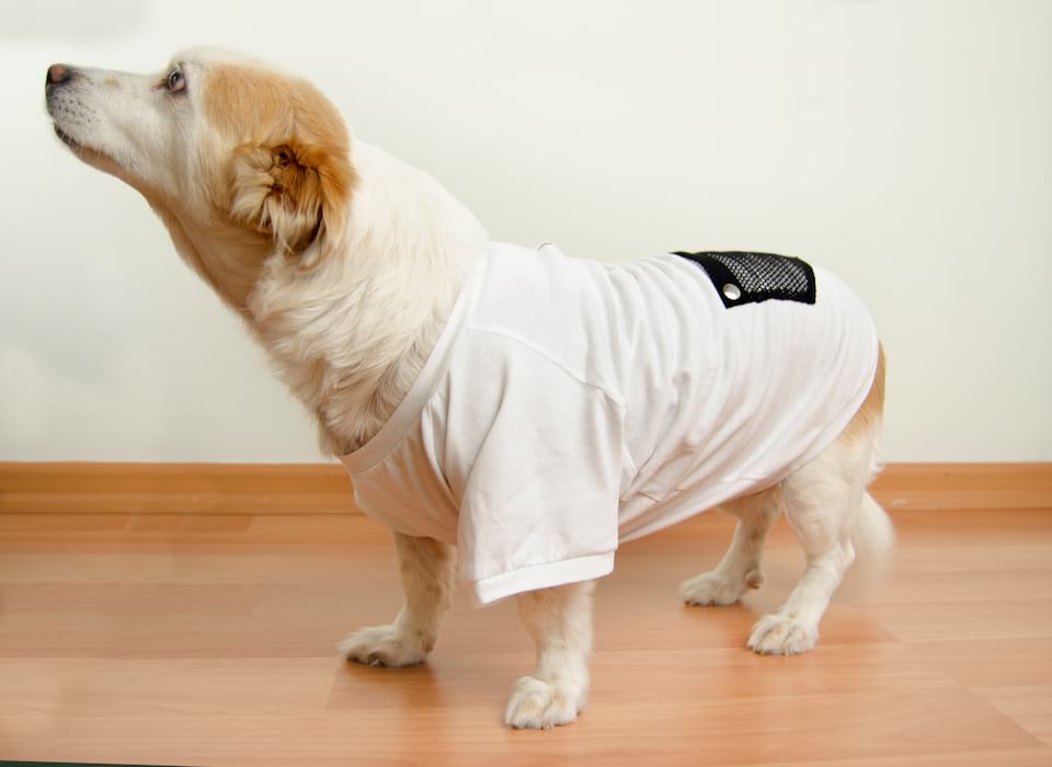 Goederen plug Aangepaste Aquatolia Honden Kleding, Aquatolia honden t-shirt - Wit