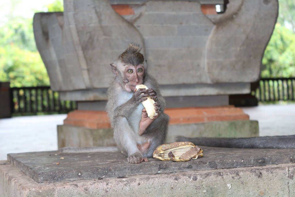 monkey eating banana at monkey forest Ubud