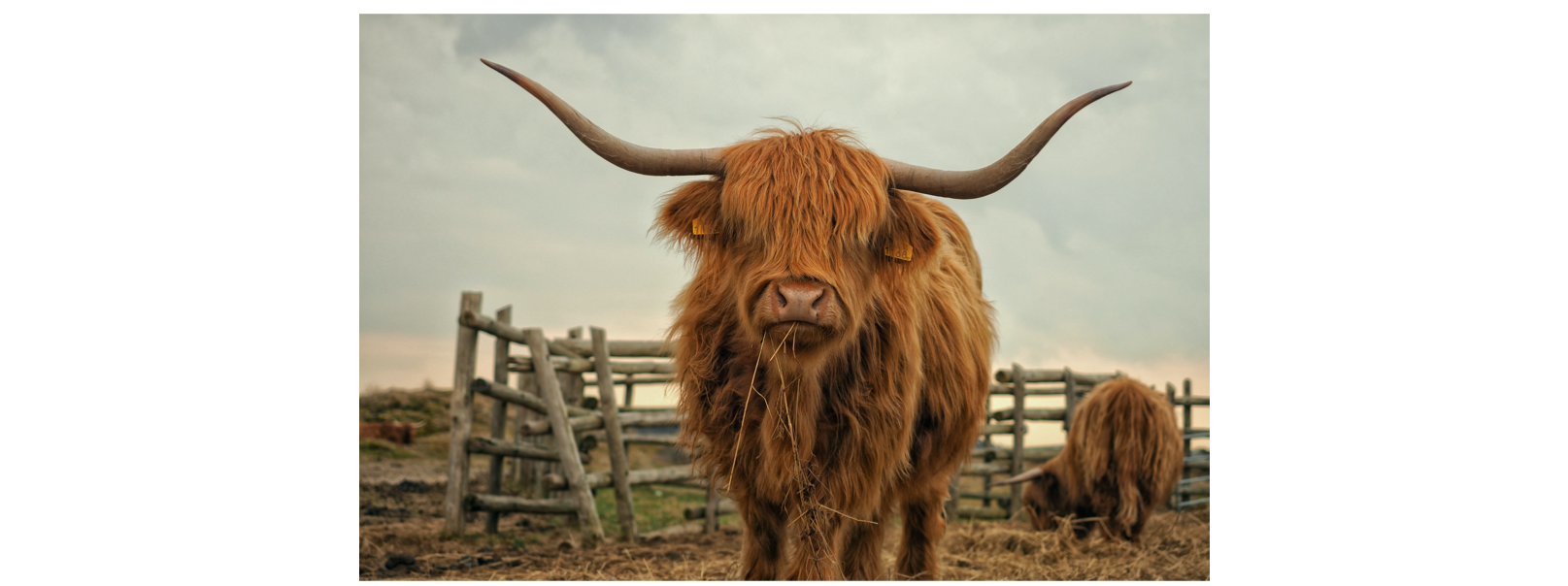 highland cattle in a field