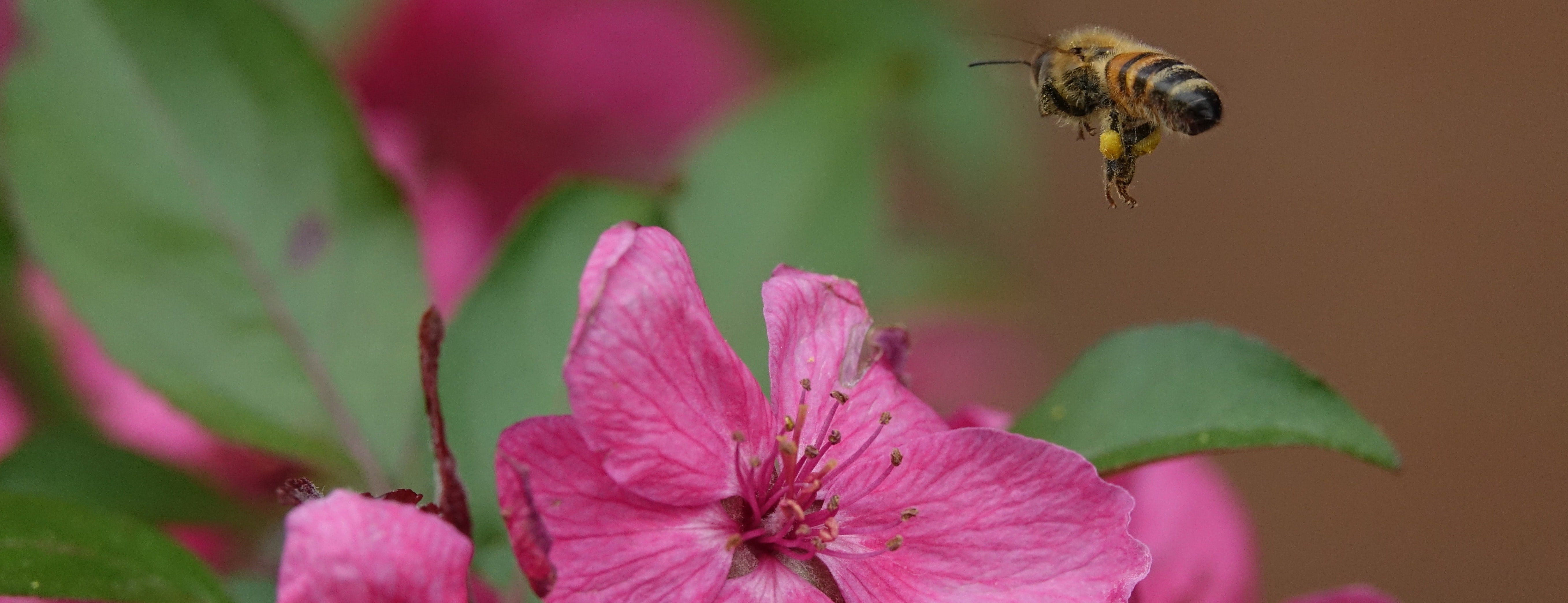 close up shot of a bee about to land on a flower petal