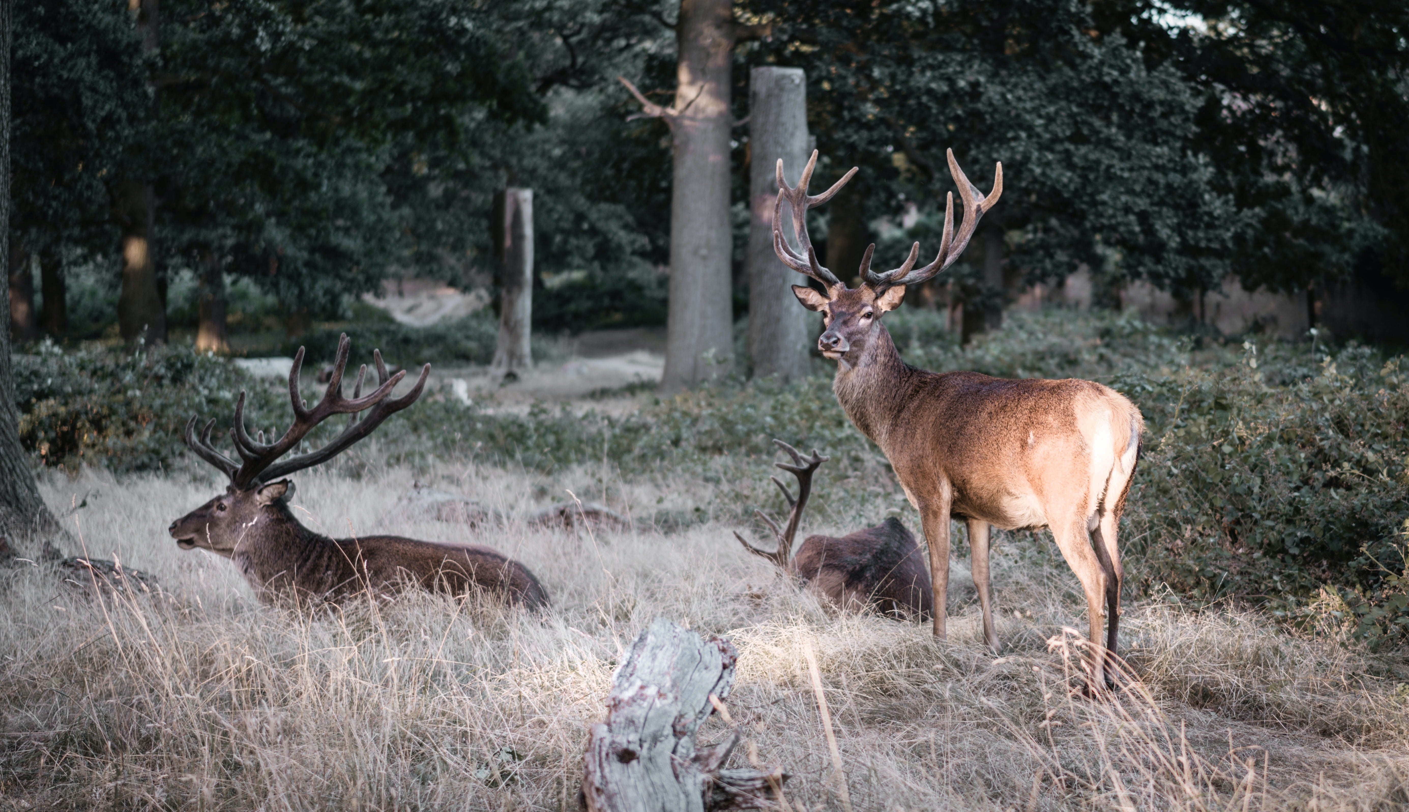 deer in Richmond Park, London 