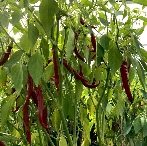 Chilli - Long Red Cayene