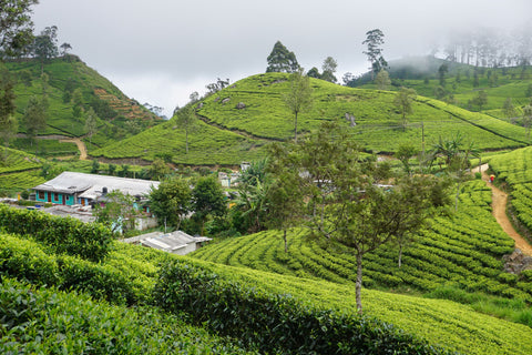 Sri Lankan spice farm