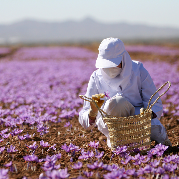 Saffron fields- Iran- image by Safar Daneshvar