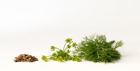 Dill seeds, flower, leaves