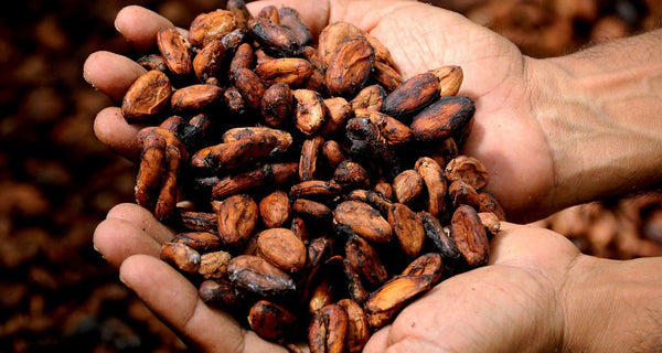 Cacao 