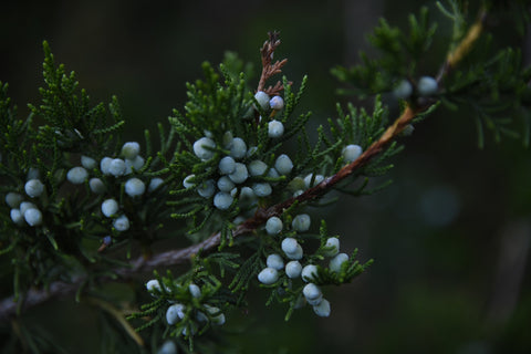 Juniper berries on tree