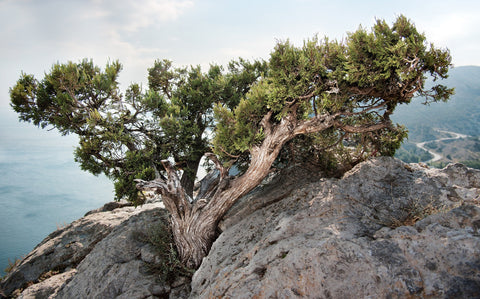 Juniper Tree in Crimea