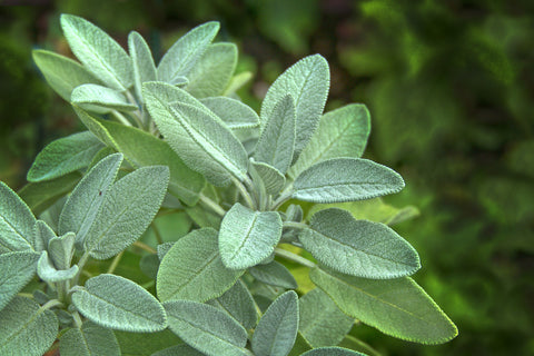 Sage leaves on plant