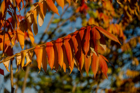 Sumac Leaves