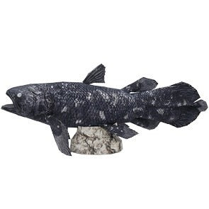 coelacanth toy