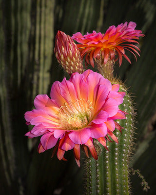 Dark green cactus with dark pink flowers